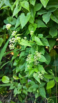 image of bushes of climbing hempweed on the vegetation landscape.
