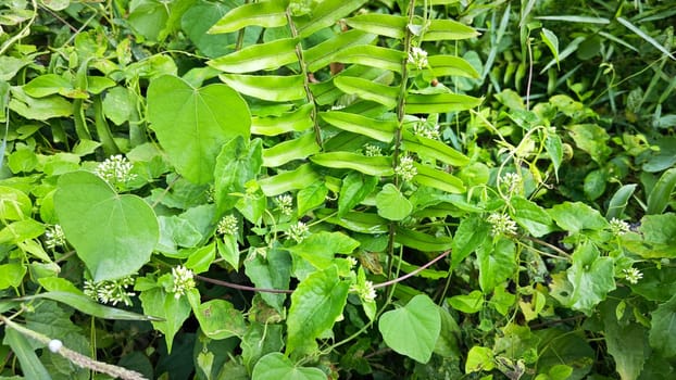 image of bushes of climbing hempweed on the vegetation landscape.