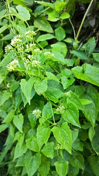 image of bushes of climbing hempweed on the vegetation landscape.