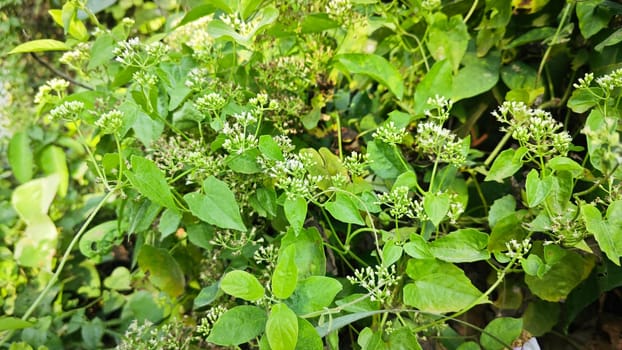 image of bushes of climbing hempweed on the vegetation landscape.