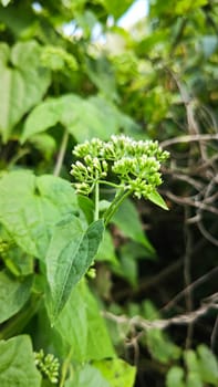 image of bushes of climbing hempweed on the vegetation landscape.
