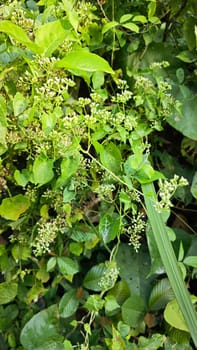 image of bushes of climbing hempweed on the vegetation landscape.