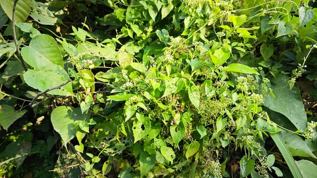 image of bushes of climbing hempweed on the vegetation landscape.
