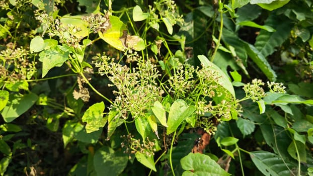 image of bushes of climbing hempweed on the vegetation landscape.