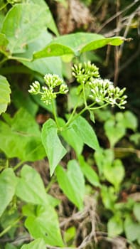 image of bushes of climbing hempweed on the vegetation landscape.