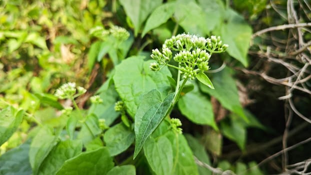 image of bushes of climbing hempweed on the vegetation landscape.