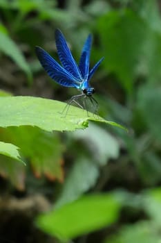 Beautiful blue dragonfly in nature, High quality photo