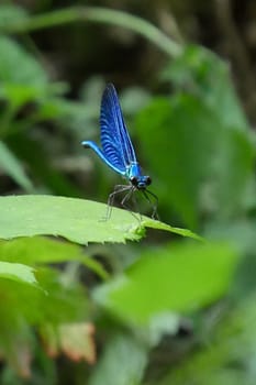 Beautiful blue dragonfly in nature, High quality photo