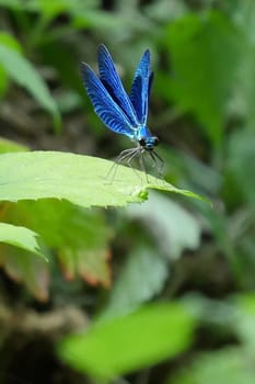 Beautiful blue dragonfly in nature, High quality photo