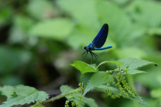 Beautiful blue dragonfly in nature, High quality photo