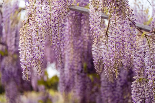 Blooming Wisteria Sinensis with scented classic purple flowersin full bloom in hanging racemes closeup. Garden with wisteria in spring.