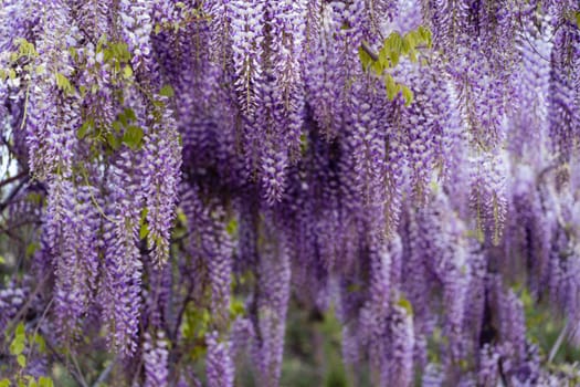 Blooming Wisteria Sinensis with scented classic purple flowersin full bloom in hanging racemes closeup. Garden with wisteria in spring.