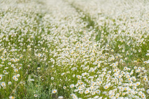 Daisy Chamomile background. Beautiful nature scene with blooming chamomilles in sun flare. Sunny day. Summer flowers