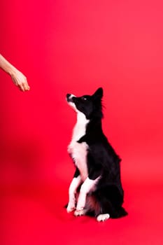 Friendship between people and animals, a studio shot, love, tender, warm feeling and emotion