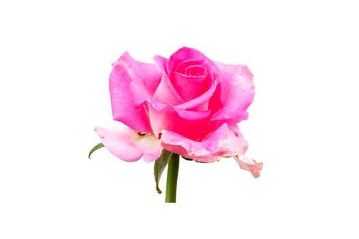 Pink rose flower isolated on white background close up