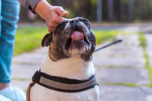 a woman's hand strokes a French bulldog. The owner gently caresses his dog. The doggie enjoys sticking out his tongue. The concept of friendship and animal care