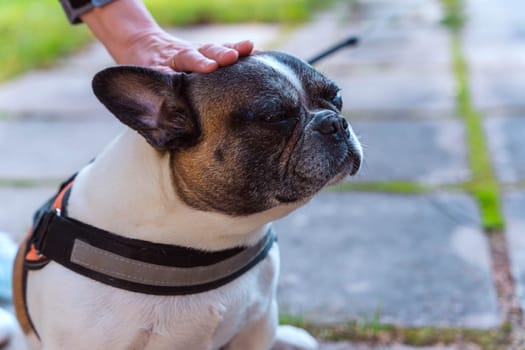 a woman's hand strokes a French bulldog. The owner gently caresses his dog. Friendship and animal care concept