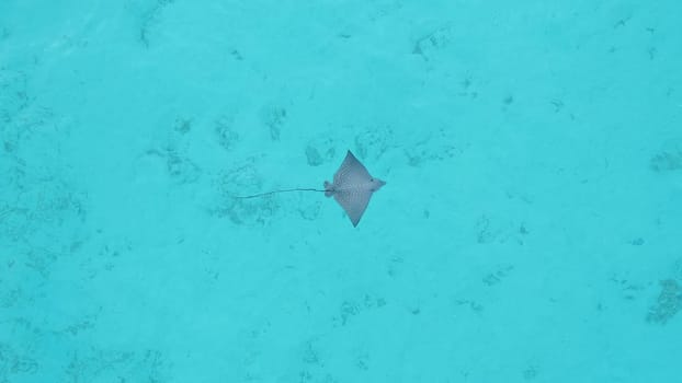 High angle view of a spotted eagle ray gracefully swimming in shallow, clear turquoise water, creating a serene and captivating underwater scene