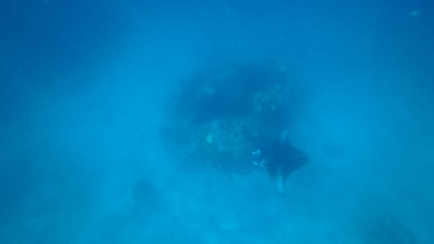 Giant oceanic manta ray gliding gracefully through vibrant blue waters near a colorful coral reef, creating an enchanting underwater scene filled with diverse marine life