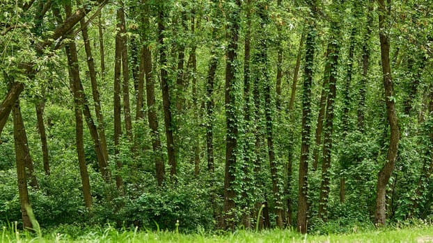 a large area covered chiefly with trees and undergrowth, with grass and flowers