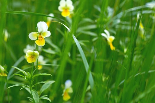 a herbaceous plant of temperate regions, typically having purple, blue, or white five petaled flowers