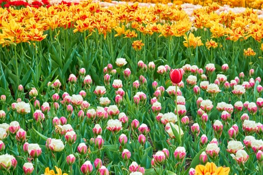 a bulbous spring flowering plant of the lily family, with boldly colored cup shaped flowers