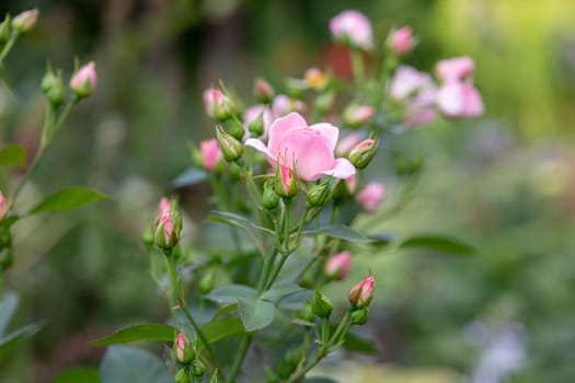 A bush of pink roses growing in the garden. Close up