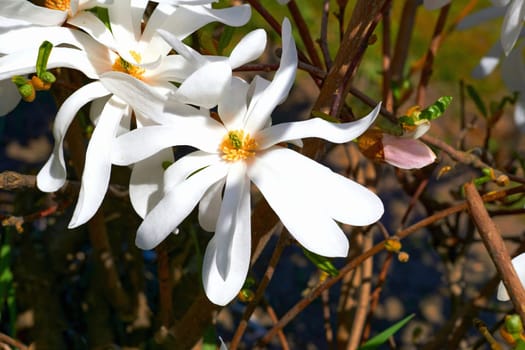 a tree or shrub with large, typically creamy pink, waxy flowers. Magnolias are widely grown as ornamental trees