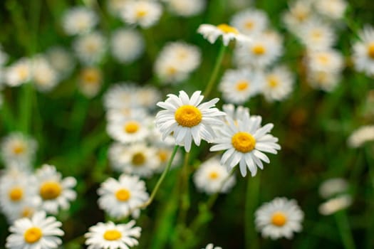 Glade of white chamomile flowers close up top view.