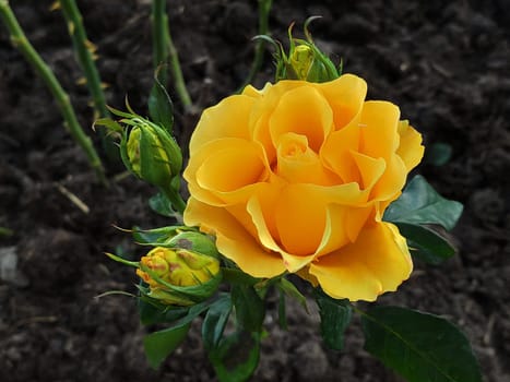 Beautiful yellow rose blossomed in the garden. Close up.