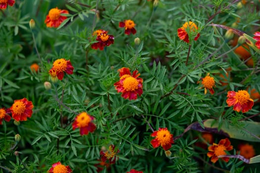 Background of many bushes of blossoming yellow-orange marigolds. Copy spase