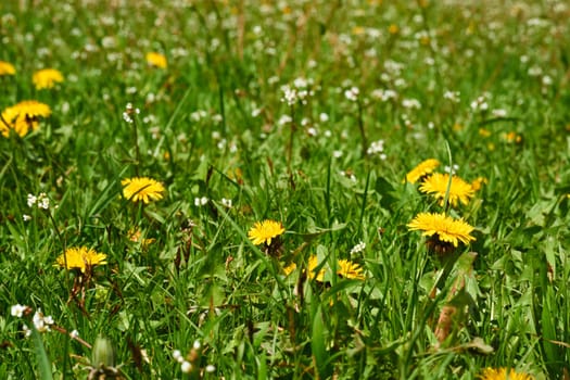 A widely distributed weed of the daisy family, with a rosette of leaves, bright yellow flowers followed by globular heads