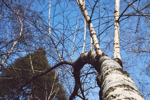 a slender, fast growing tree that has thin bark often peeling and bears catkins