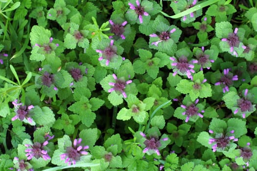 Floret