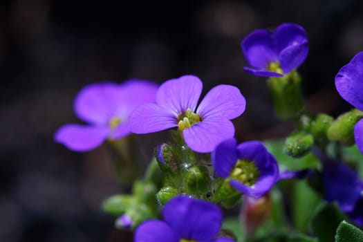Blue flower