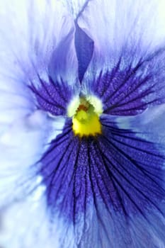 Blue flower
