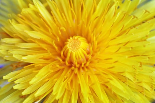 Dandelion