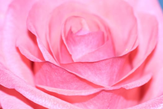 rose without hip without rosehip