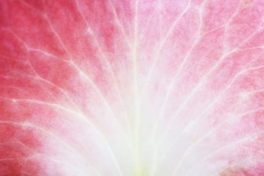 Flower cross-section