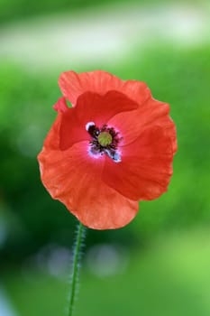 poppy