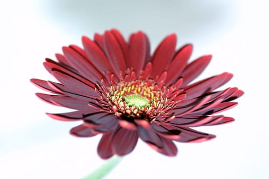 Gerbera