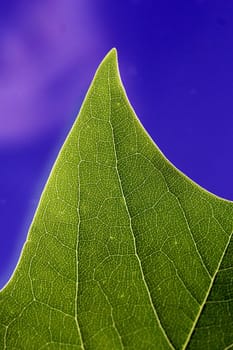 Leaf