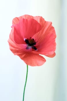 poppy