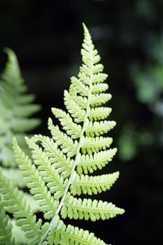 leaf