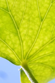 Leaf