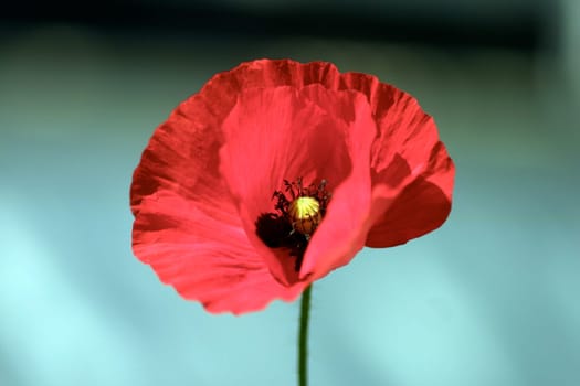 poppy