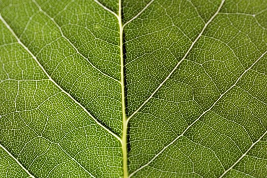 Leaf