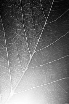 Leaf