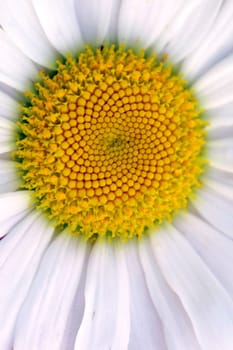 Flower blossom