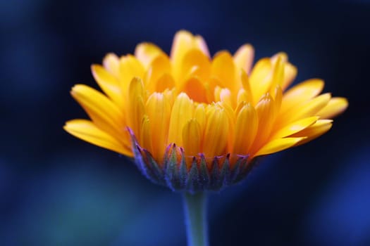 Gerbera